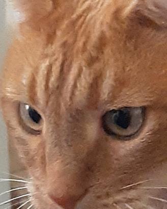 Amon dolce gingerino