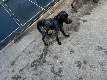 Incrocio bracco tedesco e pointer