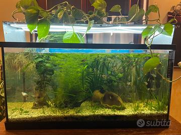 Acquario con pesci tropicali