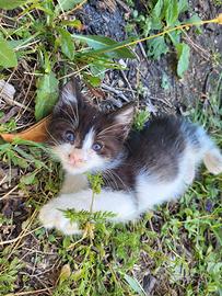 Cuccioli gattini