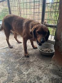 Segugio "abilitazione limiere"