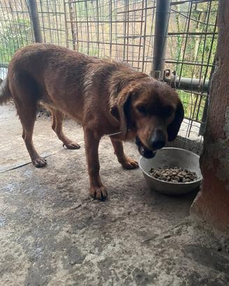 Segugio "abilitazione limiere"