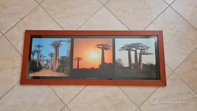 Quadro Baobab Madagascar