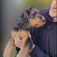 Airedale terrier cuccioli