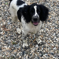 Springer spaniel cucciolo