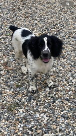 Springer spaniel cucciolo