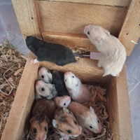 Meravigliosi cuccioli di criceto Dorato