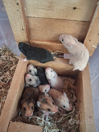 Meravigliosi cuccioli di criceto Dorato