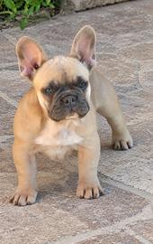 Bulldog francese (maschio)