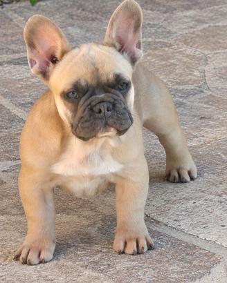 Bulldog francese (maschio)
