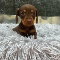 Bassotto cioccolato femmina