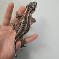 Geco auriculatus femmina