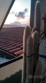 Piante di Espostoa Lanata