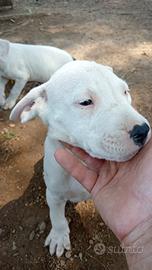 Cuccioli di cane dogo argentino