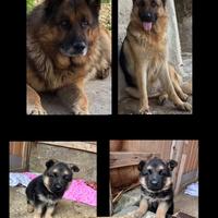 Disponibile ultima femminuccia