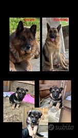 Disponibile ultima femminuccia