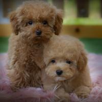 Cuccioli mini toy barboncino