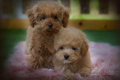 Cuccioli mini toy barboncino