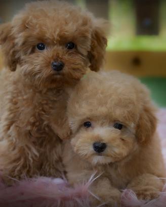 Cuccioli mini toy barboncino