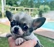 cucciolini-di-chihuahua