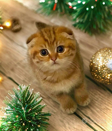 Cuccioli di Scottish e Hingland Fold e Straight