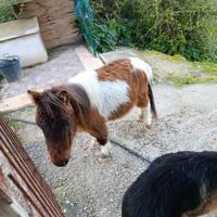 Mini pony