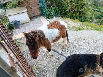 Mini pony