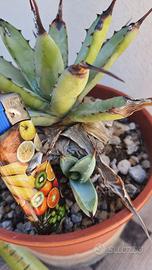 Agave Macroacantha f Compacta - Piante Grasse