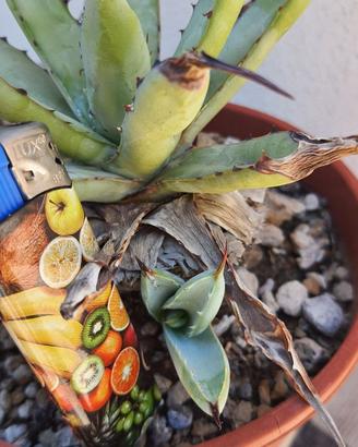 Agave Macroacantha f Compacta - Piante Grasse