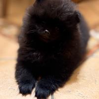 Spitz di Pomerania nano