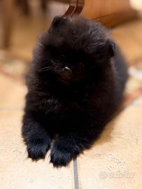 Spitz di Pomerania nano