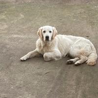 Cucciolona di Golden Retriever