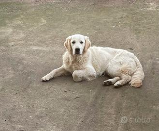 Cucciolona di Golden Retriever