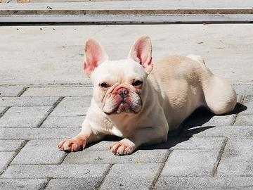 bulldog francese exotic 