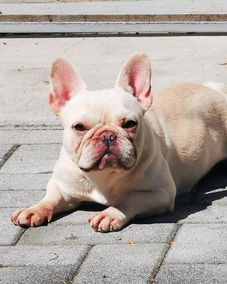 bulldog francese exotic 