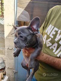 Cuccioli di bulldog francese