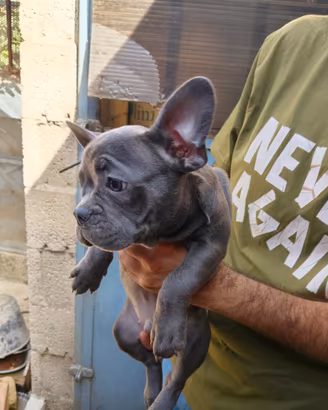 Cuccioli di bulldog francese