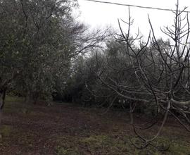 Terreno agricolo zona Sappanico (fraz. Monteferro)