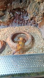 Geko Leopardino Hypo Tangerine