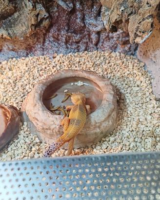 Geko Leopardino Hypo Tangerine