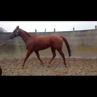 Cavallo da scuola/ principianti