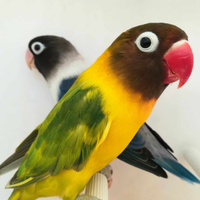 Coppia insep mascherato euwing cobalto x pez verde