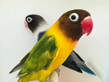 Coppia insep mascherato euwing cobalto x pez verde