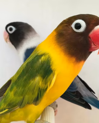 Coppia insep mascherato euwing cobalto x pez verde