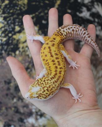 Geco leopardino