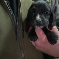 Cucciolo di cocker spaniel inglese