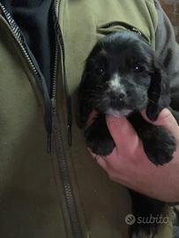 Cucciolo di cocker spaniel inglese