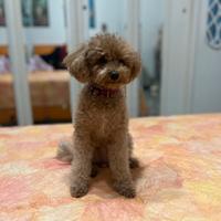 Fidanzatino per Ninuccia