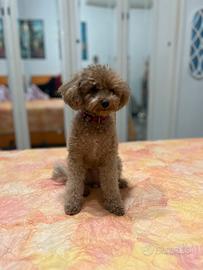 Fidanzatino per Ninuccia