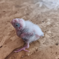 Pappagalli Calopsitte